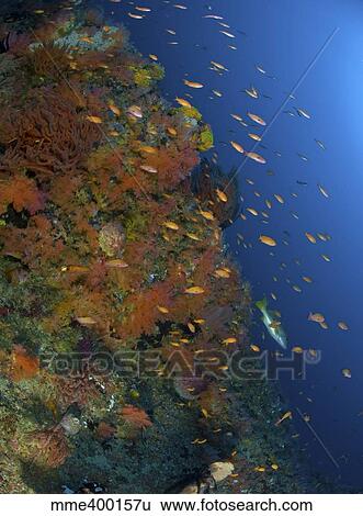 Reef scene with coral and fish, Philippines. View Large Photo Image Stock Photograph - Reef scene with coral and fish, Philippines.. Fotosearch