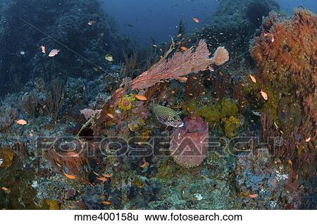 Reef scene with coral and fish, Philippines. View Large Photo Image Stock Photograph - Reef scene with coral and fish, Philippines.. Fotosearch