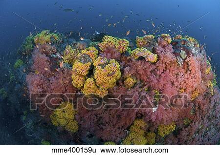 Reef scene with coral and fish, Philippines. View Large Photo Image Stock Photograph - Reef scene with coral and fish, Philippines.. Fotosearch