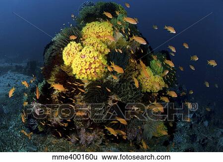 Stock Photograph - Reef scene with coral and fish, Philippines.. Fotosearch