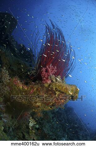 Stock Photograph - Reef scene with corals and fish, Acasta Reef, Indonesia.. Fotosearch
