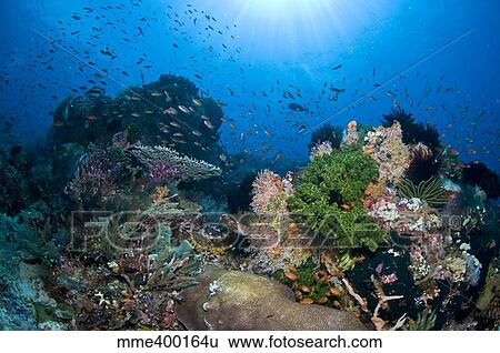 Reef scene with corals and fish, Komodo, Indonesia. View Large Photo Image Stock Photograph - Reef scene with corals and fish, Komodo, Indonesia.. Fotosearch