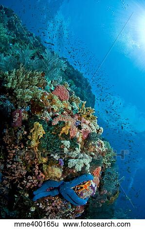 Stock Photograph - Reef scene with corals and fish, Komodo, Indonesia.. Fotosearch