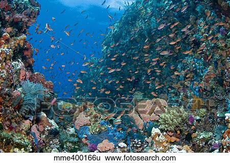 Reef scene with corals and fish, Komodo, Indonesia. View Large Photo Image Stock Photograph - Reef scene with corals and fish, Komodo, Indonesia.. Fotosearch