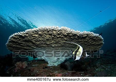 Stock Photograph - Reef scene with corals and fish, Komodo, Indonesia.. Fotosearch