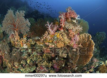 Stock Photograph - Reef scene with gorgonian sea fans and soft corals, North Sulawesi.. Fotosearch