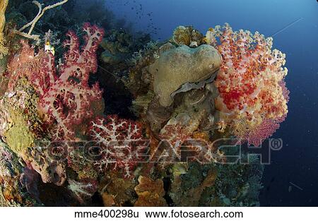 Stock Photograph - Reef scene with gorgonian sea fans and soft corals, North Sulawesi.. Fotosearch