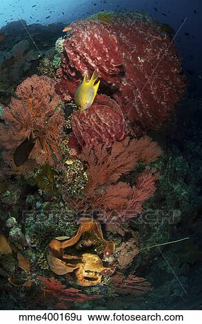 Stock Photograph - Reef sponge coral and yellow fish, North Sulawesi, Indonesia.. Fotosearch