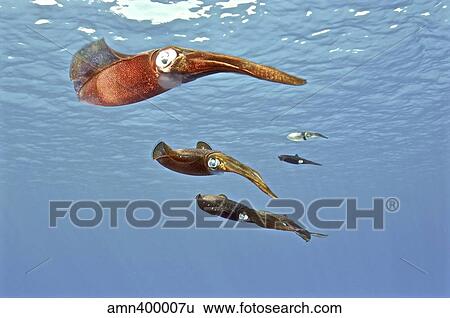 Stock Photograph - Reef Squid, USS Kittiwake, Grand Cayman.. Fotosearch