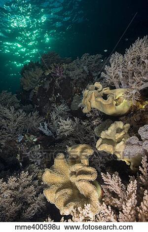 Stock Photograph - Reef top with various types of soft coral under greenish water at sunset.. Fotosearch