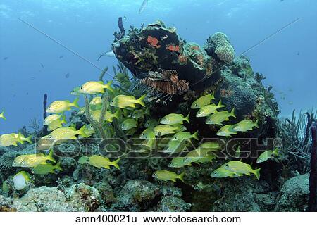 Reefscape with school of striped grunts. View Large Photo Image Stock Photograph - Reefscape with school of striped grunts.. Fotosearch