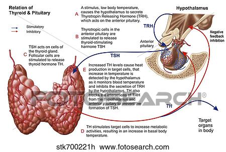 Relation of thyroid and pituitary gland. View Large Illustration Drawing - Relation of thyroid and pituitary gland.. Fotosearch
