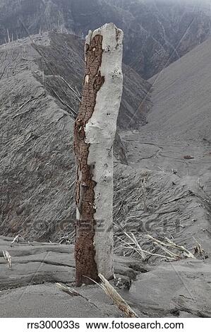 Remains of tree with bark stripped off by pyroclastic flows of Chaiten volcano, Chile. View Large Photo Image Stock Photograph - Remains of tree with bark stripped off by pyroclastic flows of Chaiten volcano, Chile.. Fotosearch