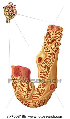 Drawing - Renal Corpuscle and the filtration membrane. . Fotosearch