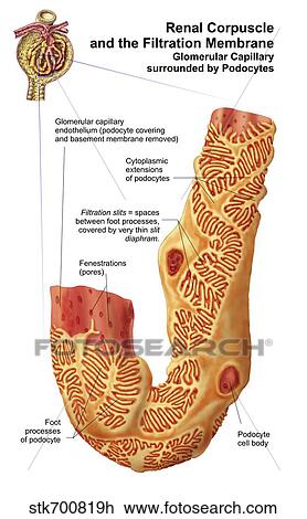 Renal Corpuscle and the filtration membrane.  View Large Illustration Drawing - Renal Corpuscle and the filtration membrane. . Fotosearch