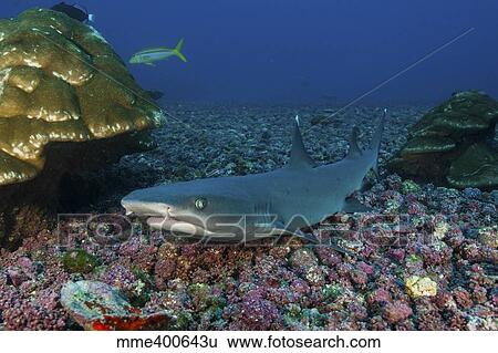 Stock Photograph - Resting whitetip reef shark over field of pink porites coral.. Fotosearch
