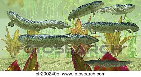 Stock Illustration - Rhizodus hibberti, an extinct group of Carboniferous lobe-finned fish.. Fotosearch