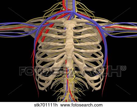 Rib cage with nerves, arteries and veins. View Large Illustration Drawing - Rib cage with nerves, arteries and veins.. Fotosearch