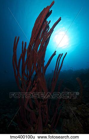 Stock Photograph - Rope sponge, Bonaire, Caribbean Netherlands.. Fotosearch
