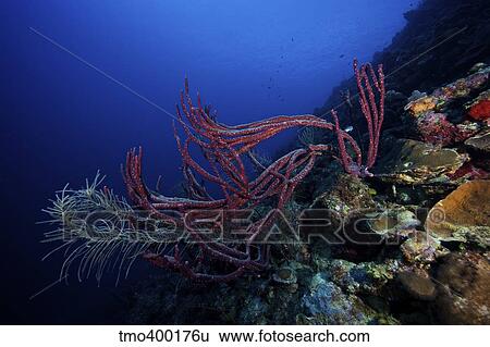 Rope sponges on a deep reef off the cosat of Bonaire. View Large Photo Image Stock Photograph - Rope sponges on a deep reef off the cosat of Bonaire.. Fotosearch