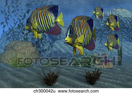 Royal Angelfish shimmer with their gorgeous colors near a coral reef. View Large Illustration Stock Illustration - Royal Angelfish shimmer with their gorgeous colors near a coral reef.. Fotosearch