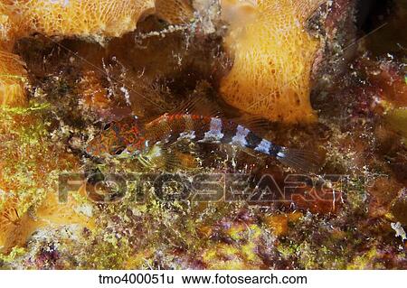 Saddled Blenny, Bonaire, Caribbean Netherlands. View Large Photo Image Stock Photograph - Saddled Blenny, Bonaire, Caribbean Netherlands.. Fotosearch