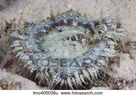 Sand Anemone, Bonaire, Caribbean Netherlands. View Large Photo Image Stock Photograph - Sand Anemone, Bonaire, Caribbean Netherlands.. Fotosearch