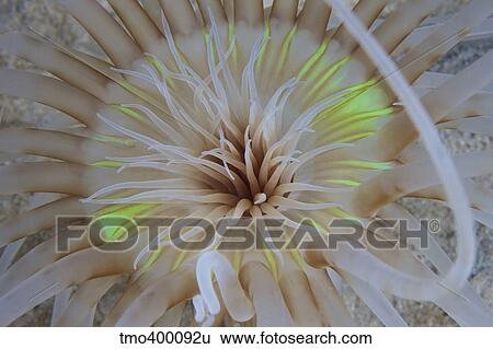 Sand Anemone with flurescent green coloring. View Large Photo Image Stock Photograph - Sand Anemone with flurescent green coloring.. Fotosearch
