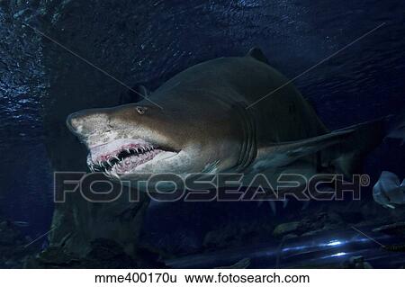 Stock Photograph - Sand Tiger Shark, Blue Zoo Aquarium, Beijing, China.. Fotosearch