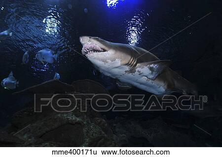 Stock Photograph - Sand Tiger Shark, Blue Zoo Aquarium, Beijing, China.. Fotosearch