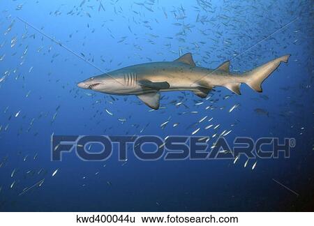 Stock Photograph - Sand Tiger Shark in blue water off coast of North Carolina.. Fotosearch