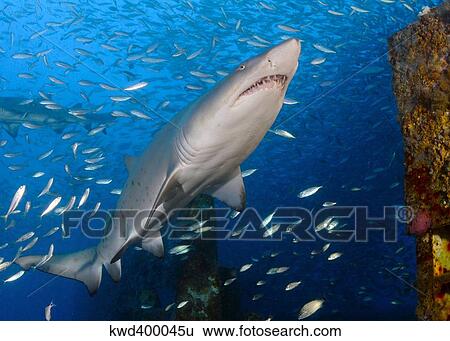 Stock Photograph - Sand Tiger Shark on wreck of USCG Cutter Spar.. Fotosearch