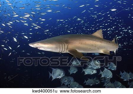 Sand Tiger Shark swimming in blue water off coast of North Carolina. View Large Photo Image Stock Photograph - Sand Tiger Shark swimming in blue water off coast of North Carolina.. Fotosearch