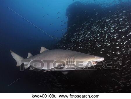 Sand Tiger shark swims by the wreck of USCGC Spar. View Large Photo Image Stock Photograph - Sand Tiger shark swims by the wreck of USCGC Spar.. Fotosearch
