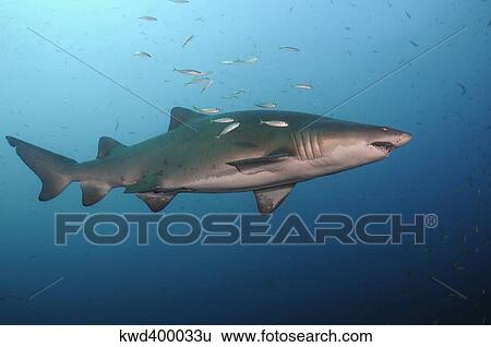 Sand tiger shark swims in blue water off coast of North Carolina. View Large Photo Image Stock Photograph - Sand tiger shark swims in blue water off coast of North Carolina.. Fotosearch
