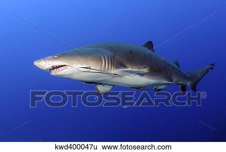 Sand Tiger Shark with remoras off coast of North Carolina. View Large Photo Image Stock Photograph - Sand Tiger Shark with remoras off coast of North Carolina.. Fotosearch