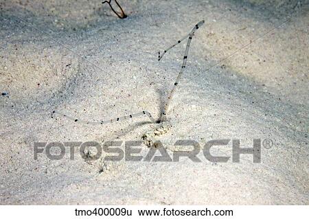 Sandworm feeding at night, Bonaire, Caribbean Netherlands. View Large Photo Image Stock Photograph - Sandworm feeding at night, Bonaire, Caribbean Netherlands.. Fotosearch