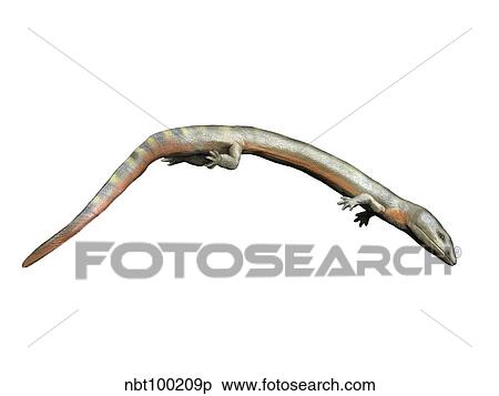 Sauropleura is a lepospondyl from the Late Carboniferous period. View Large Illustration Stock Illustration - Sauropleura is a lepospondyl from the Late Carboniferous period.. Fotosearch