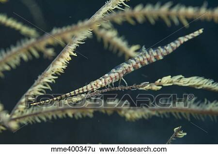 Sawtooth shrimp on yellow black coral, Komodo, Indonesia. View Large Photo Image Stock Photograph - Sawtooth shrimp on yellow black coral, Komodo, Indonesia.. Fotosearch