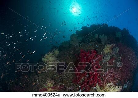 Stock Photograph - School of anthias fish swimming around a colorful reef of soft corals.. Fotosearch