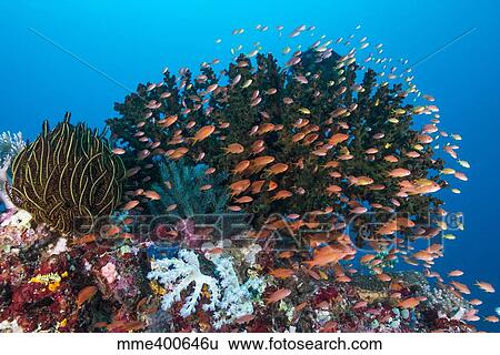 Stock Photograph - School of anthias fish swimming over a colorful reef.. Fotosearch