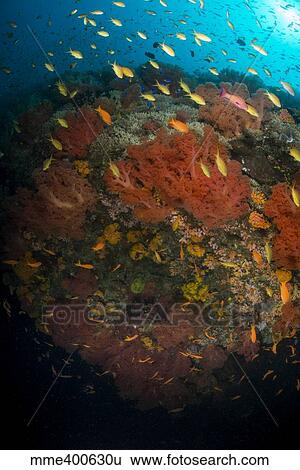 School of anthias fish swimming over colorful soft coral, Philippines. View Large Photo Image Stock Photograph - School of anthias fish swimming over colorful soft coral, Philippines.. Fotosearch