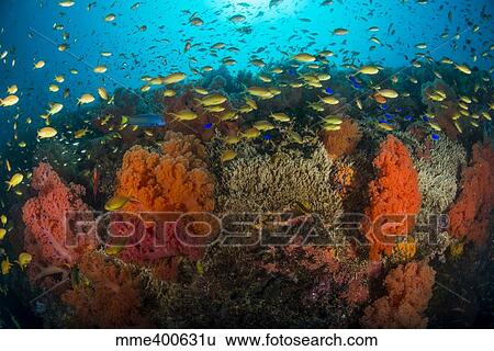 Stock Photograph - School of anthias fish swimming over colorful soft coral, Philippines.. Fotosearch