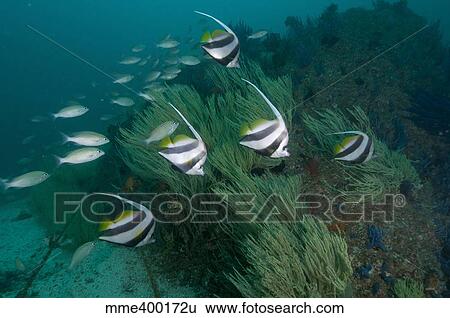 School of bannerfish, Musandam, Dibba, Oman. View Large Photo Image Stock Photograph - School of bannerfish, Musandam, Dibba, Oman.. Fotosearch
