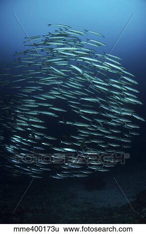 Stock Photograph - School of barracuda, Manado, North Sulawesi, Indonesia.. Fotosearch