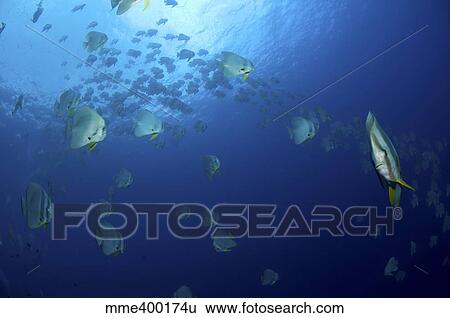 School of batfish, Christmas Island, Australia. View Large Photo Image Stock Photograph - School of batfish, Christmas Island, Australia.. Fotosearch