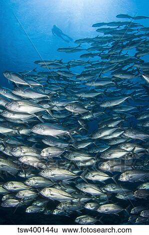 School of Bigeye Trevally with diver, Solomon Islands. View Large Photo Image Stock Photograph - School of Bigeye Trevally with diver, Solomon Islands.. Fotosearch