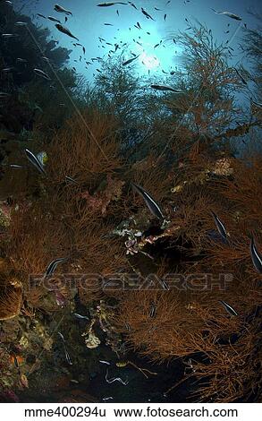 School of black and white convict blenny in brown black coral bush. View Large Photo Image Stock Photograph - School of black and white convict blenny in brown black coral bush.. Fotosearch