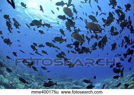 School of black Indian Ocean triggerfish, Christmas Island, Australia. View Large Photo Image Stock Photograph - School of black Indian Ocean triggerfish, Christmas Island, Australia.. Fotosearch