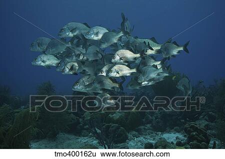 Stock Photograph - School of Black Margate congregate on top of the reef.. Fotosearch